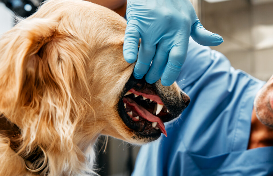Veterinarian examining a small dog's teeth