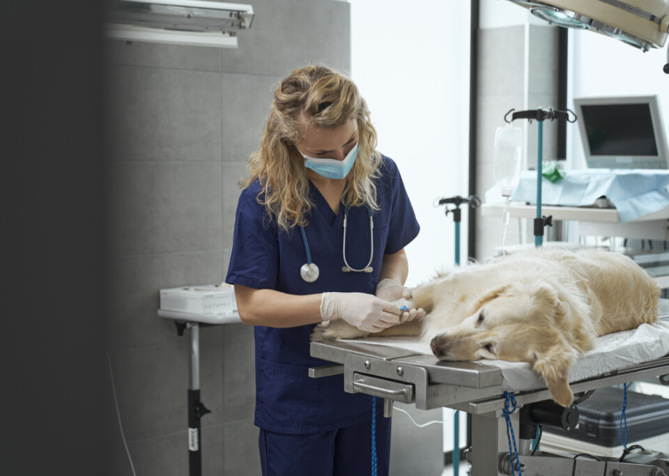 Veterinarian attending to a dog lying on examination table