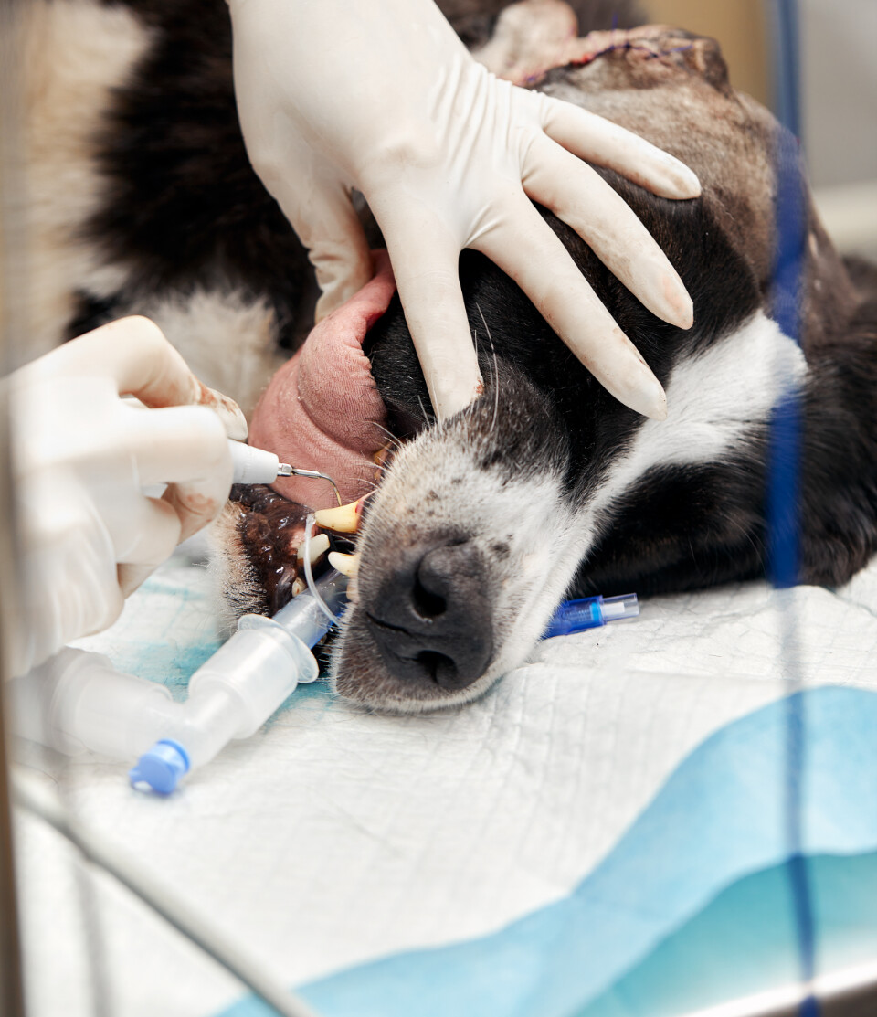 Veterinary dental cleaning on a dog
