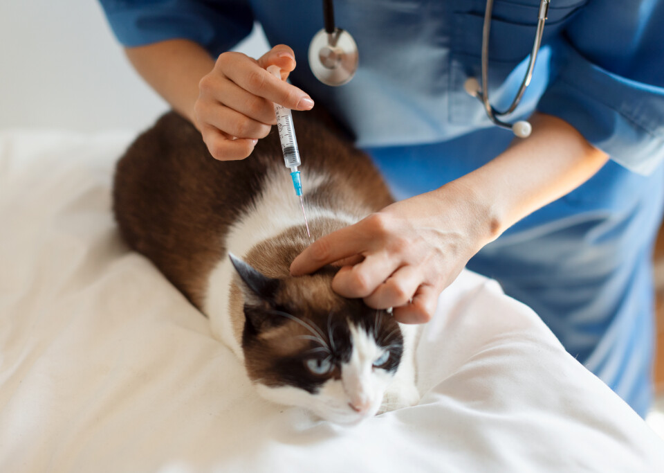 Veterinarian administering vaccination to a cat
