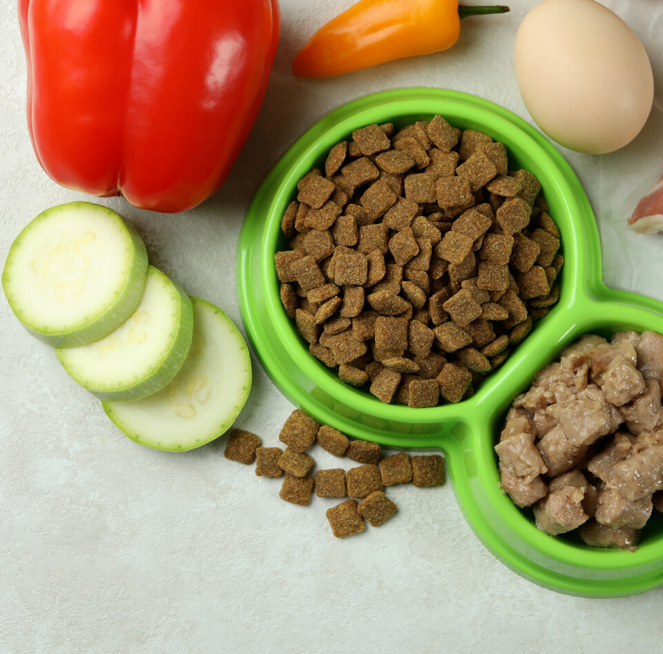 Healthy pet food with dog kibble, vegetables and meat in a green bowl