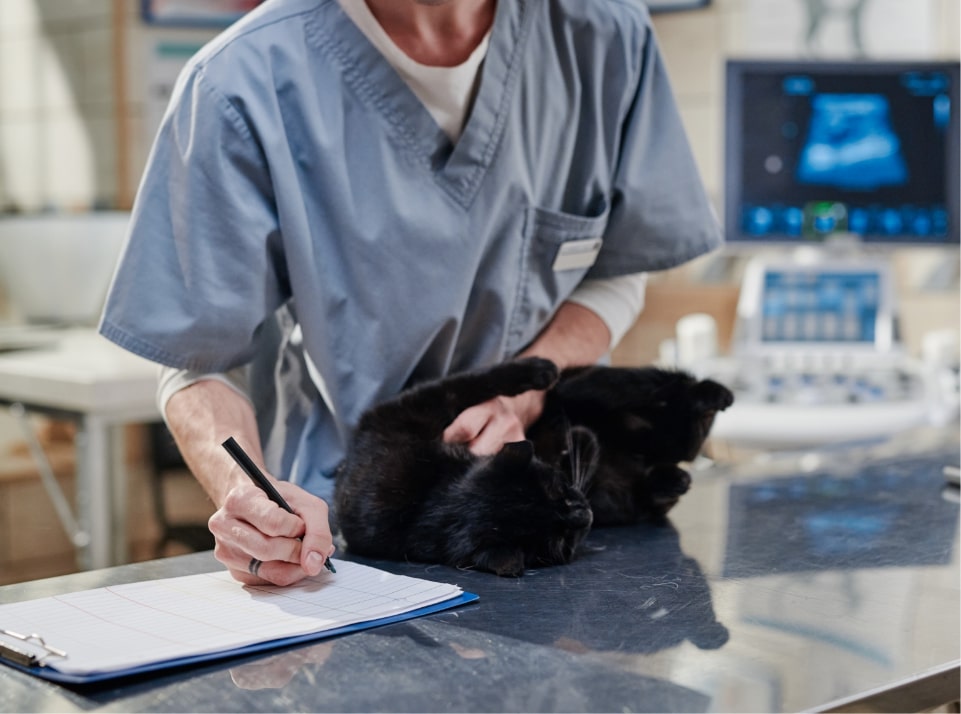 Veterinarian examining a black cat with diagnostic equipment