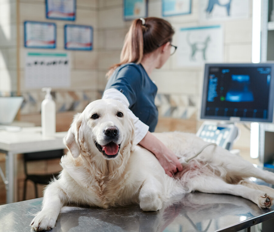 White dog on examination table