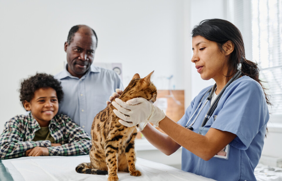 Veterinarian examining cat with family present