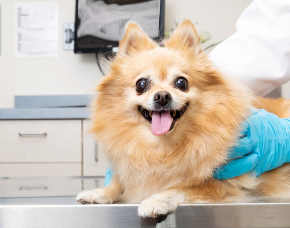 Happy Pomeranian dog at veterinary pharmacy