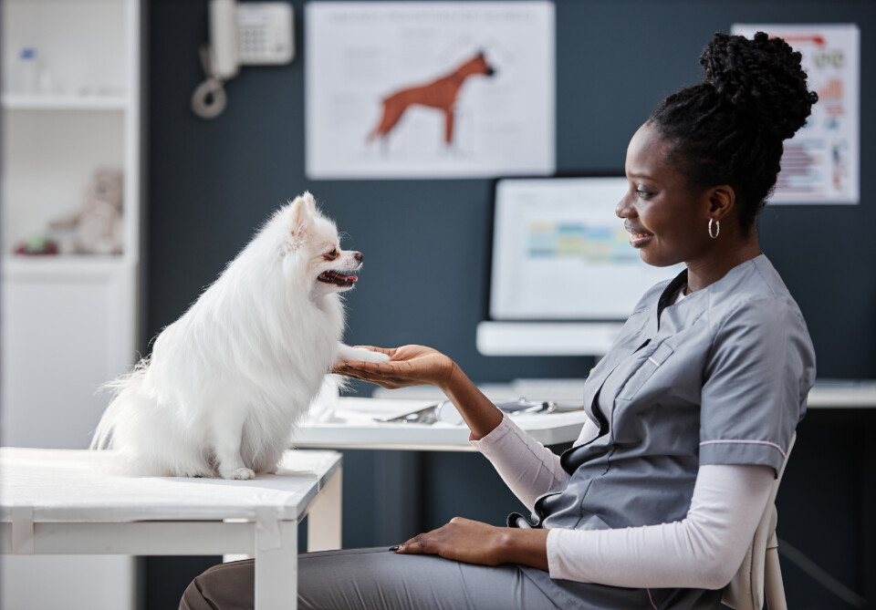 Veterinarian discussing with small white dog on examination table