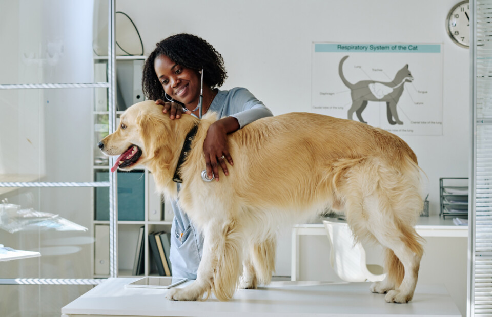 Veterinarian examining a golden retriever during a wellness checkup