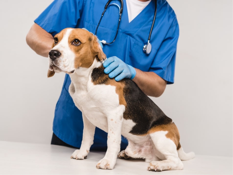 Veterinarian examining a beagle dog