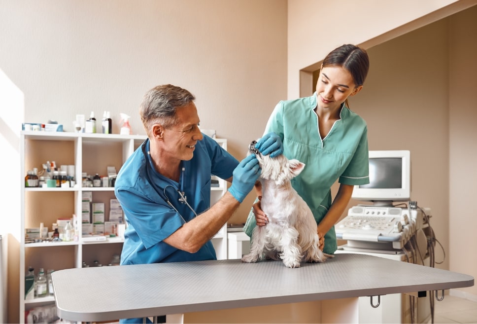 Veterinarian examining a small dog's teeth