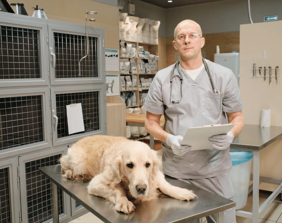 Veterinarian caring for a dog