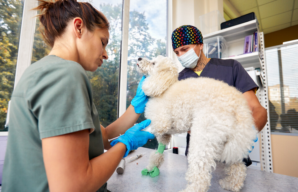 Veterinary team examining small white dog with two veterinarians in professional attire