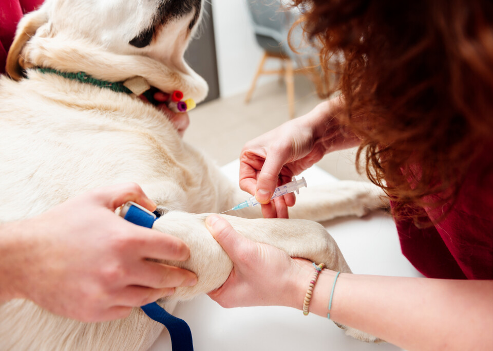 Veterinarian administering vaccination to a dog