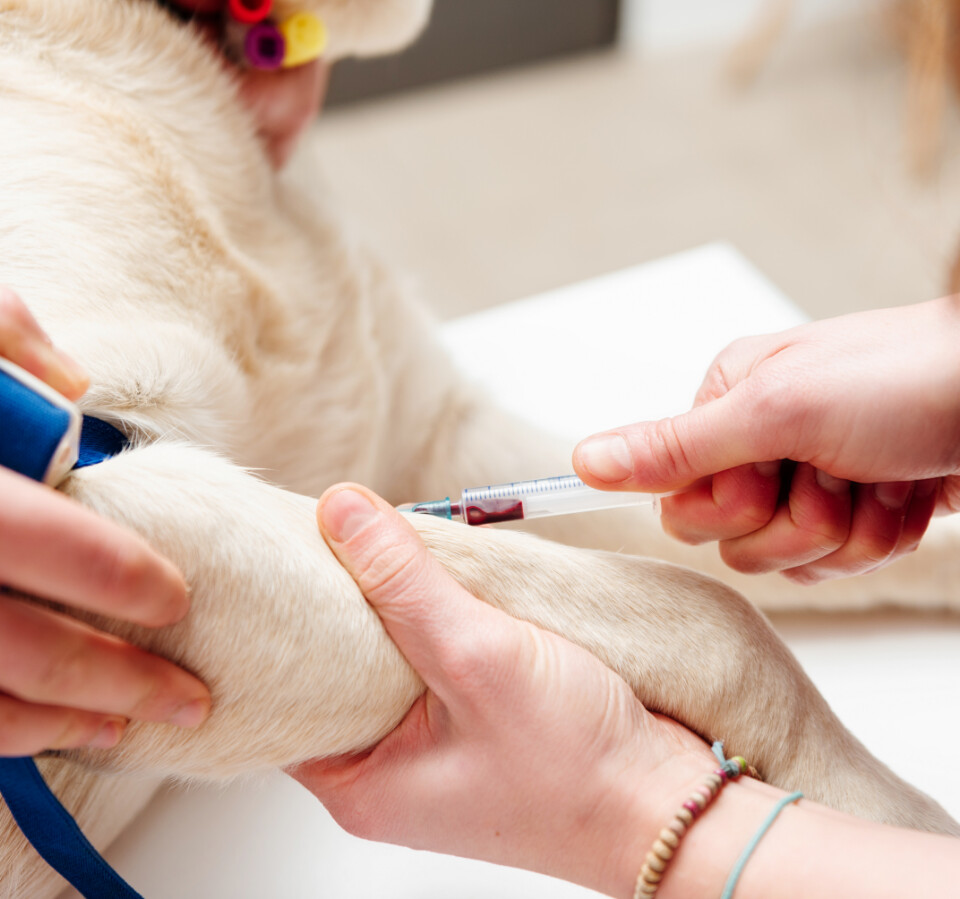 Close-up of veterinarian giving injection to a dog paw