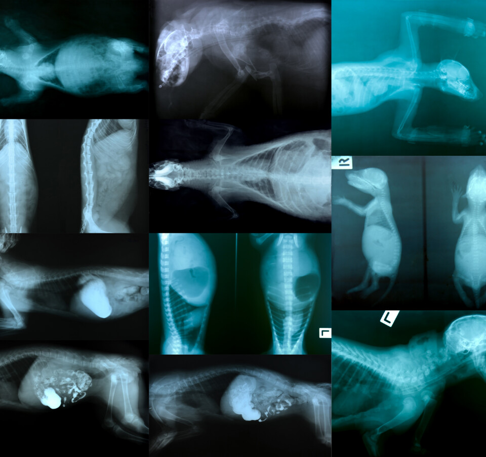 Collection of veterinary x-ray images showing various pet conditions