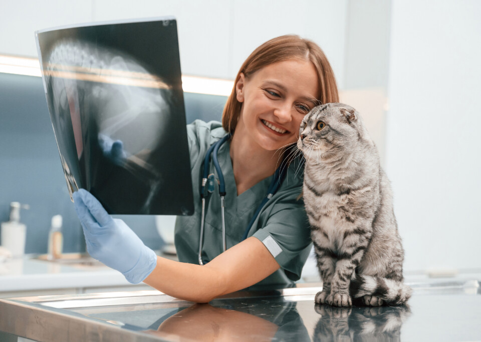 Veterinarian examining dental x-rays with a cat