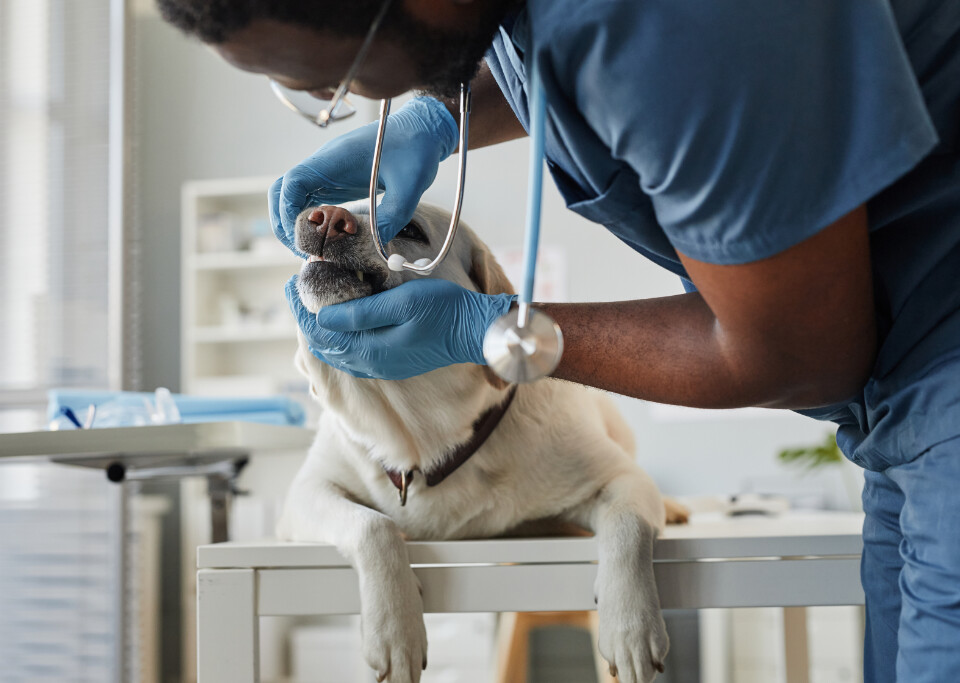 Veterinarian examining a dog